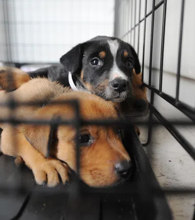 Pet Adoptions Help Fight the Corona-Lonelies