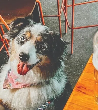 a dog sitting at a table with a glass of beer