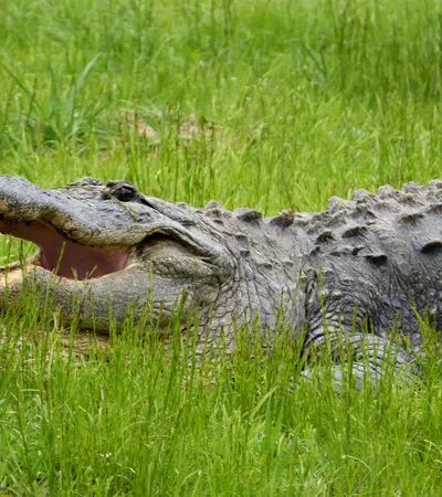 Large alligator lying in green grass with its mouth open showing sharp teeth on a sunny day.
