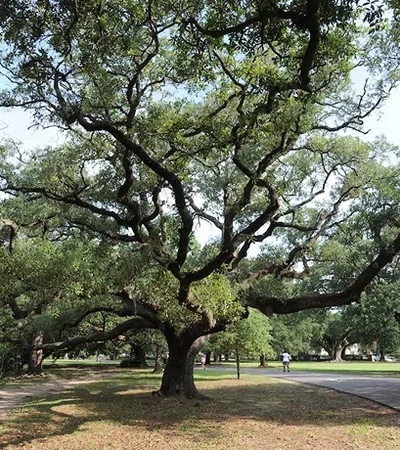 a tree in a park