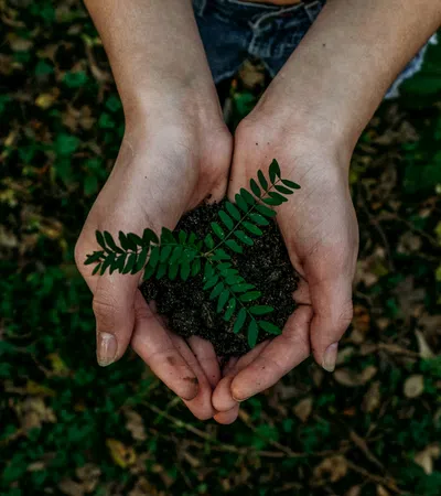 Hands holding soil with a small green plant sprouting, symbolizing growth and environmental care.