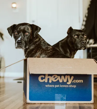 a couple of dogs in a box
