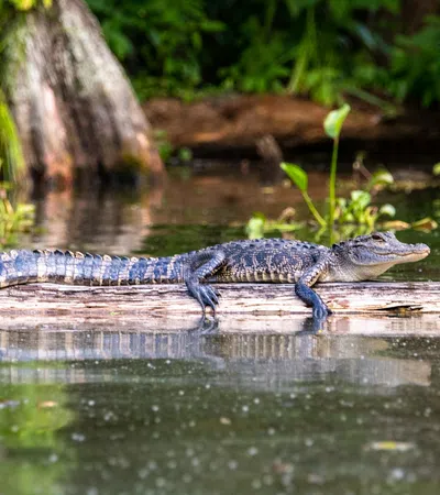 a lizard on a log in water