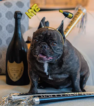a dog with a bottle of beer on its head