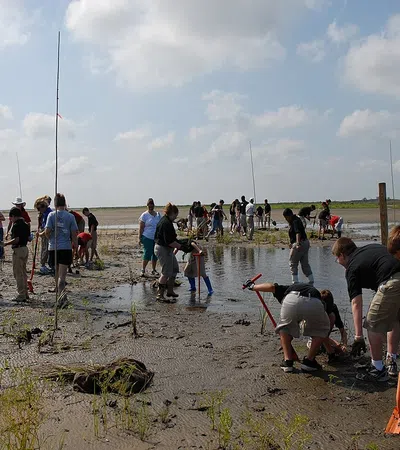 Group of people planting mangrove trees in a muddy coastal area on a cloudy day for environmental restoration.