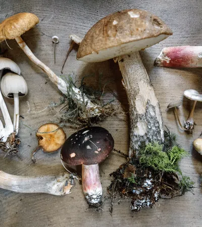 Calling All Mushroom Enthusiasts