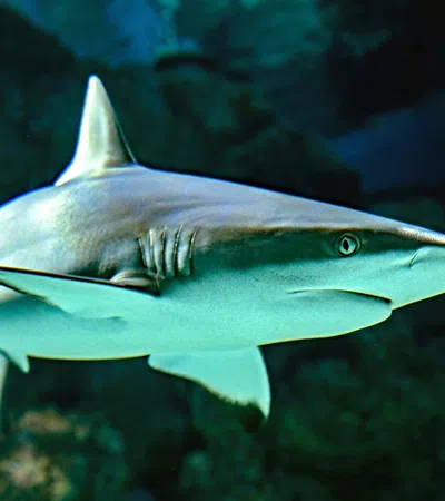 Get Up Close & Personal with Sharks & Stingrays at The Audubon Aquarium