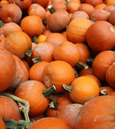 a pile of orange pumpkins