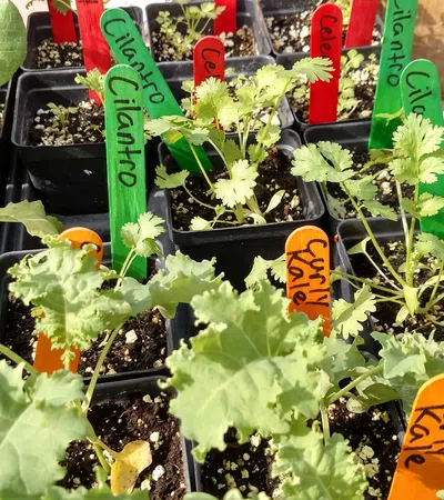 a group of plants in pots