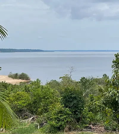 a tropical beach with trees