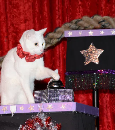 The Cat?s Out of the Bag: The Amazing Acro-Cats are Back in New Orleans! 