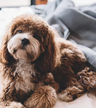 a dog lying on a bed