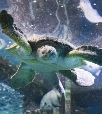 Joy to All the Fishes in the Audubon Aquarium