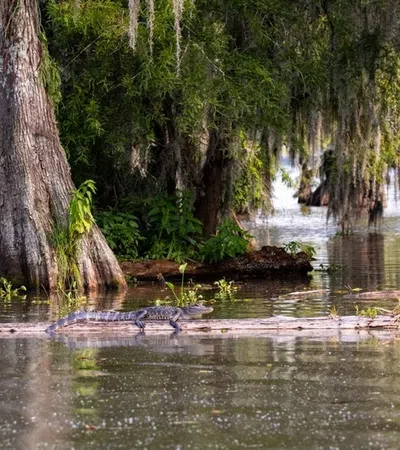 a river with trees and plants