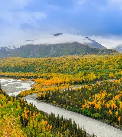 a river running through a forest