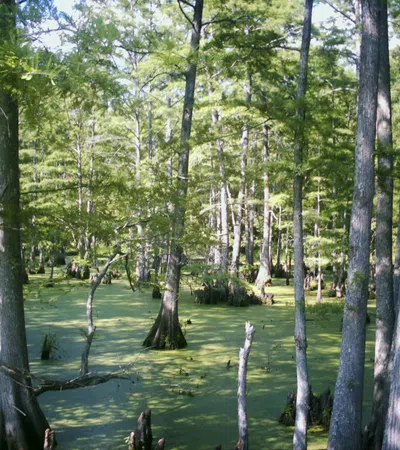 Louisiana Filmmakers Look to Have Film Greenlighted in National Competition