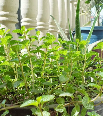 Green mint plant growing in a pot on a sunlit balcony with white railing and potted plants in background