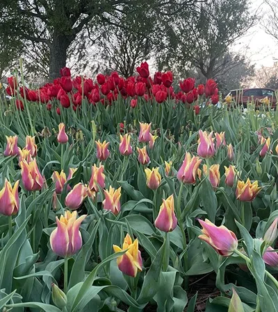 a field of colorful flowers