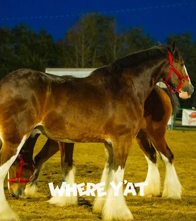a horse with a red harness