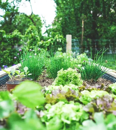 Raised garden bed with growing lettuce and green onions in a vibrant outdoor backyard garden.