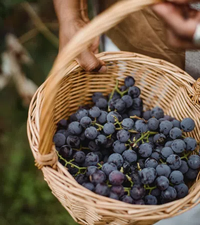Person holding a wicker basket full of freshly picked dark purple grapes outdoors