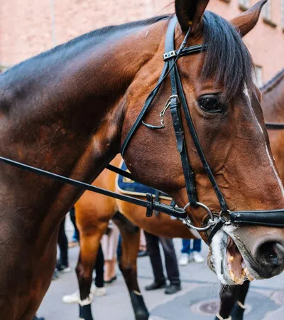 a couple of horses stand near each other