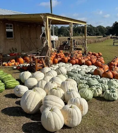 a pile of vegetables