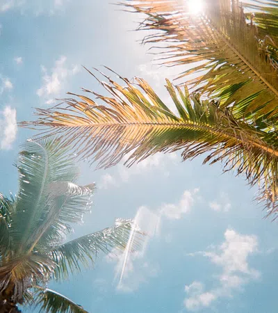 a group of palm trees