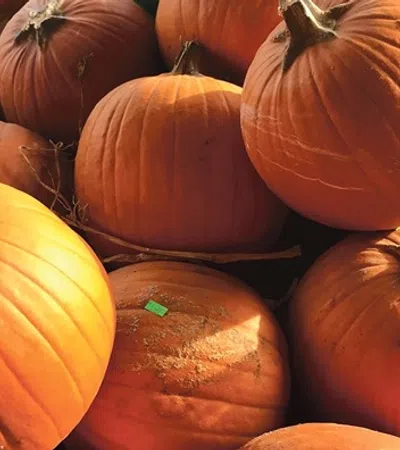 a pile of orange pumpkins