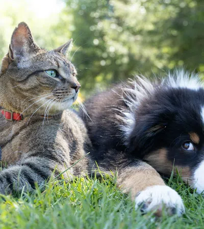 a cat and a dog lying in the grass