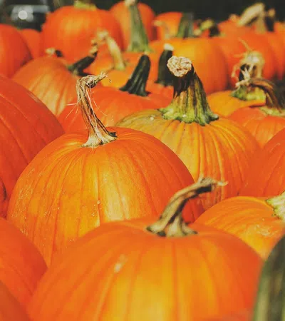 a group of orange pumpkins