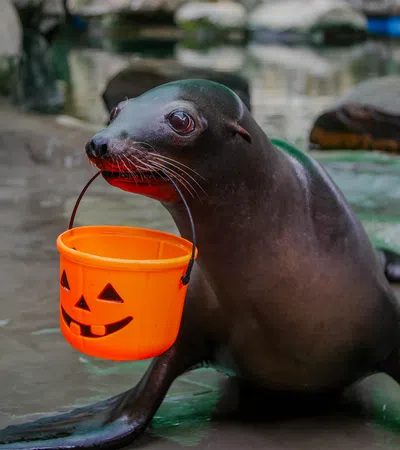 Sea lion holding an orange Halloween pumpkin bucket in its mouth on wet rocky ground.