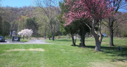 a park with pink trees