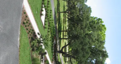 a path with trees on the side of a road