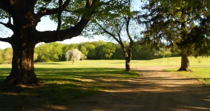 a dirt road with trees on either side of it