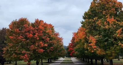 a group of trees with colorful leaves