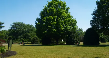 a large green lawn with trees
