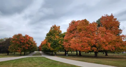 a group of trees with orange leaves