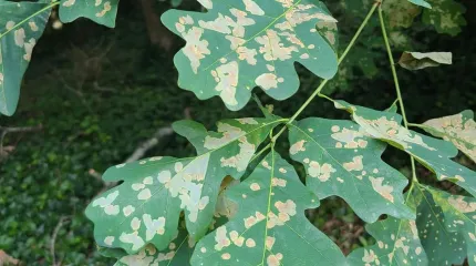 Oak leafminor
