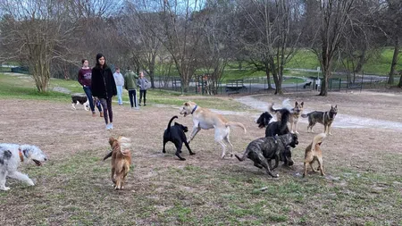 Group of dogs playing and socializing in a spacious outdoor dog park with people walking nearby in cool weather.