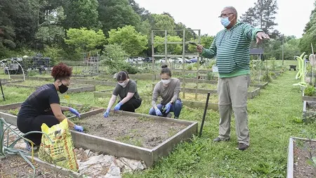 People wearing masks gardening and planting in raised beds at a community garden with a green leafy background.