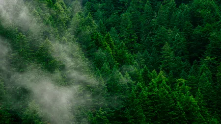 a waterfall in a forest