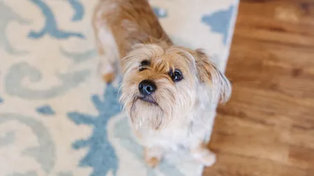 a dog sitting on a rug