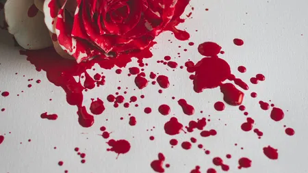 A white rose with deep red petals, dripping blood-like droplets on a white surface, creating a striking contrast.