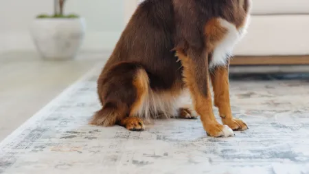 a fluffy dog sitting on its haunches on a hypoallergenic rug in a living room