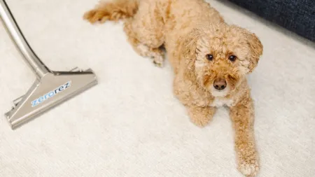 a dog lying on a bed next to a hair dryer