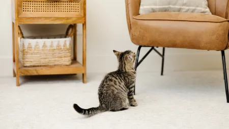 a brown and black cat sitting on light beige carpet