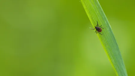 a bug on a leaf