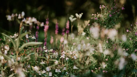 Wildflowers with green foliage and purple blooms in a natural, sunlit meadow with a blurred background.