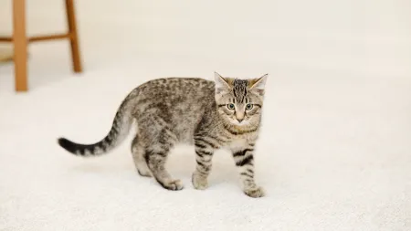 a brown and cream cat walking on a white carpet